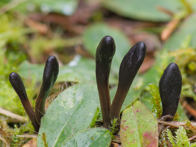 Geoglossum glutinosum